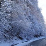 Zaradi sneženja več dreves na ceste